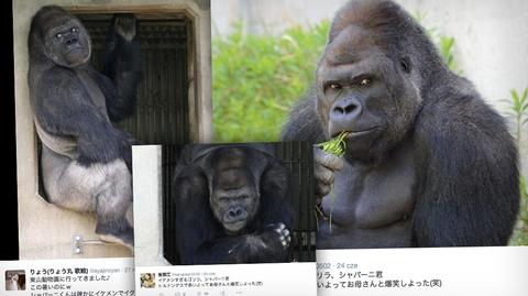 Shabani - goryl, który skardł japońskie serca