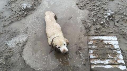 Pies ugrzązł w błocie. Pomogli mu strażnicy miejscy