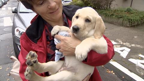 Fundacja szuka wolontariuszy, którzy pomogą wychować psich przewodników