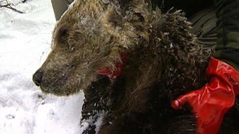 Prokuratura w Zakopanem ma wyniki sekcji niedźwiedzia