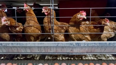 Druga część reportażu "Uwagi" TVN o szprycowaniu zwierząt antybiotykami 