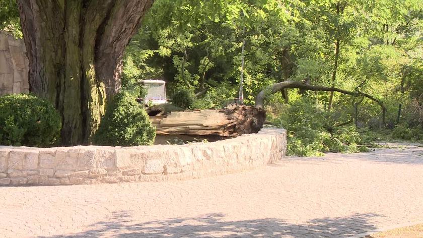 Konar drzewa ranił dwie kobiety, które zwiedzały wrocławskie zoo