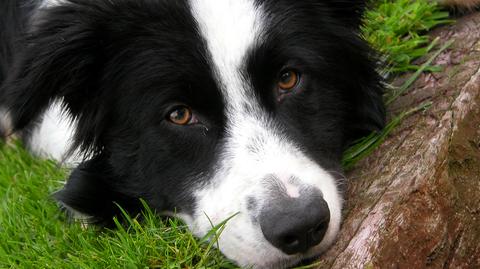 Psy rasy border collie należą do najinteligentniejszych