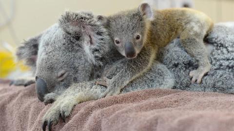 Mały miś koala towarzyszył mamie podczas operacji. Poruszające zdjęcia