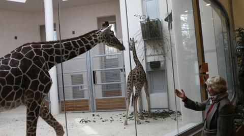 Żyrafy zamieszkały w krakowskim zoo