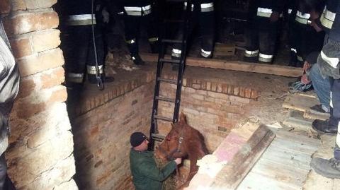 "Koń wpadł do piwnicy". Strażacy uratowali zwierzę z opresji