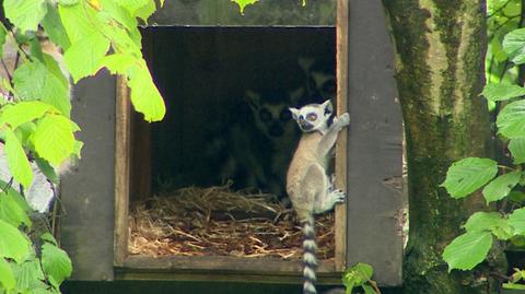 Lemur urodził się miesiąc temu w krakowskim zoo 