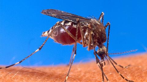 Jak zabezpieczać się przed komarami?