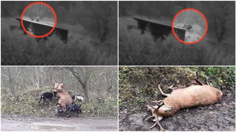 Siedem psów zaatakowało jelenia