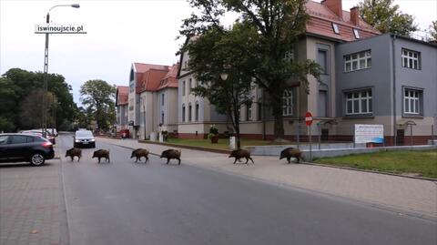 Dziki znowu pojawiły się w Świnoujściu. Tym razem zwiedzały plac Wolności