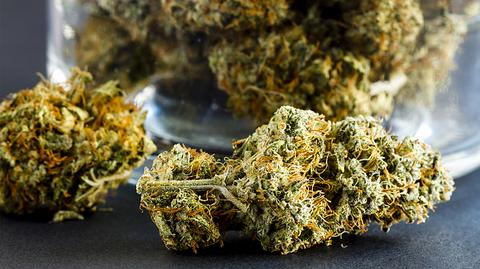 Losy medycznej marihuany w Sejmie