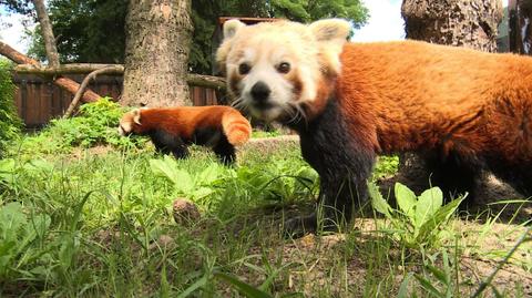 Dwie pandy czerwone przyjechały do śląskiego zoo