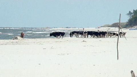 Krowy wyszły na plażę