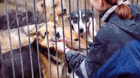 Niemcy: zakaz adopcji zwierząt w okresie świątecznym