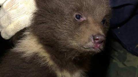 Ratują niedźwiadki przed śmiercią z głodu