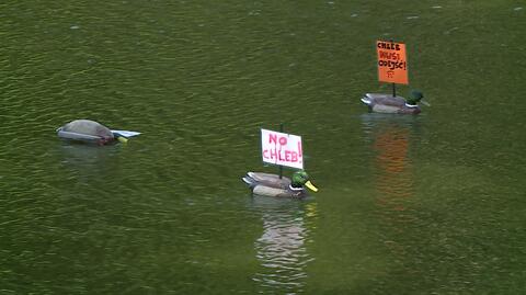 Protest kaczek w Szczecinie