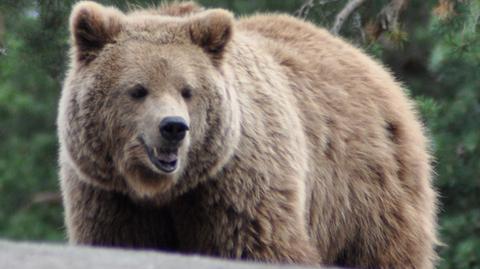 Niedźwiedź padł w Javorinie