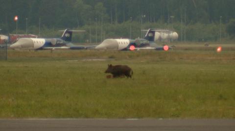Dziki odwiedziły lotnisko w Gdyni 