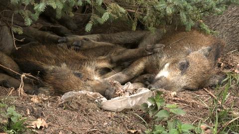 Protests against mass culling of wild boars in Poland