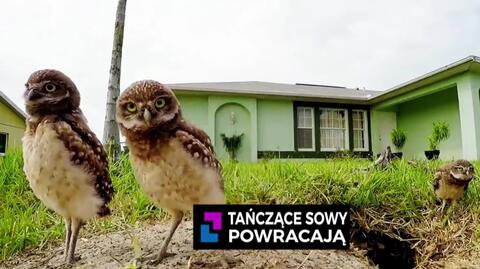 Tańczące sowy powracają