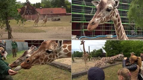 Święto żyraf we wrocławskim zoo