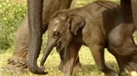 Na ratunek słoniom