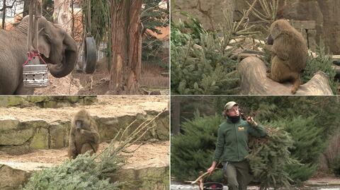 Zwierzęta z wrocławskiego zoo konsumują świąteczne drzewka