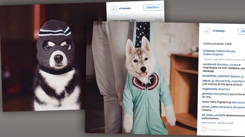 Rosyjska ilustratorka fotografuje psy