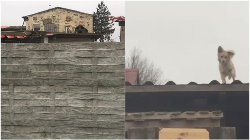 Trzymali psa na dachu
