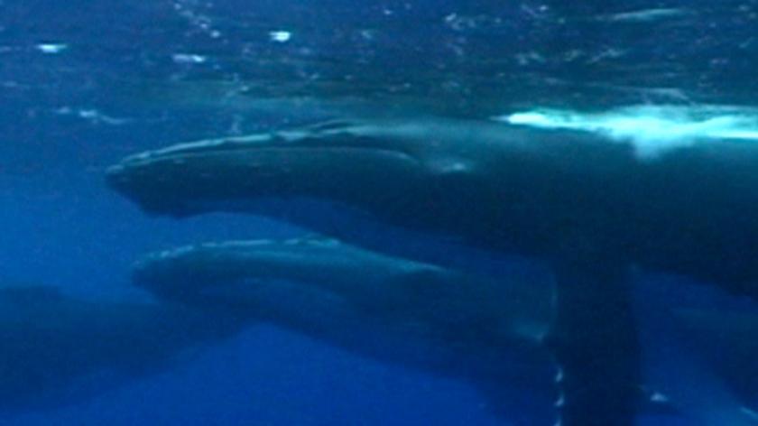 Greenpeace znakuje wieloryby