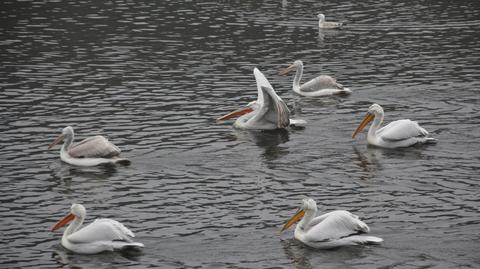 "Akcja pelikany" w poznańskim Nowym Zoo