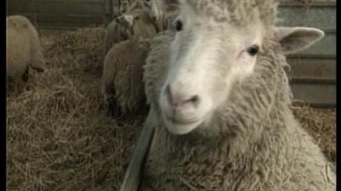11 urodziny owieczki Dolly