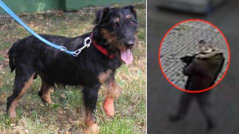 Ktoś ukradł psa z poznańskiego schroniska
