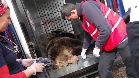 Niedźwiedzice zamieszkają w leśnym azylu w poznańskim zoo