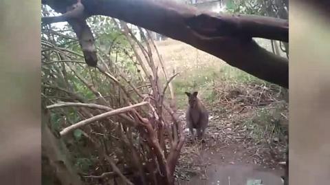 Kangur biega w okolicy Namysłowa