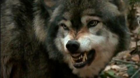 Wyją "auuu" dla wilków i dla dobra nauki