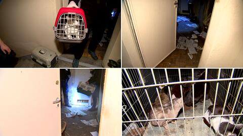 30 kotów w mieszkaniu. Interwencja TOZ we Wrocławiu