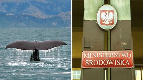 Krzyki wielorybów pomogły w przekonaniu ministra Nowickiego w przyśpieszeniu podjęcia decyzji