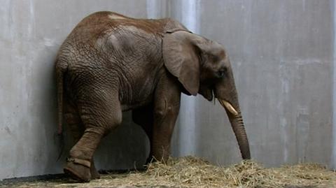 W poznańskim Zoo zamieszkały dwa słonie