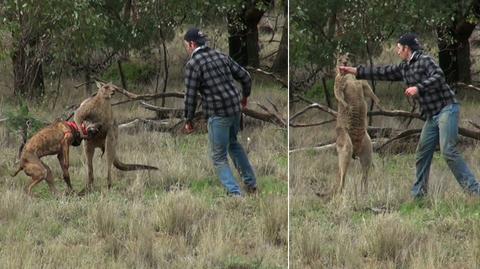 Walka z kangurem w obronie psa