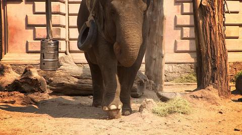 Światowy Dzień Słonia 