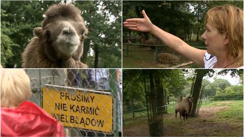Dokarmiane wielbłądy zdychają we wrzesińskim zoo