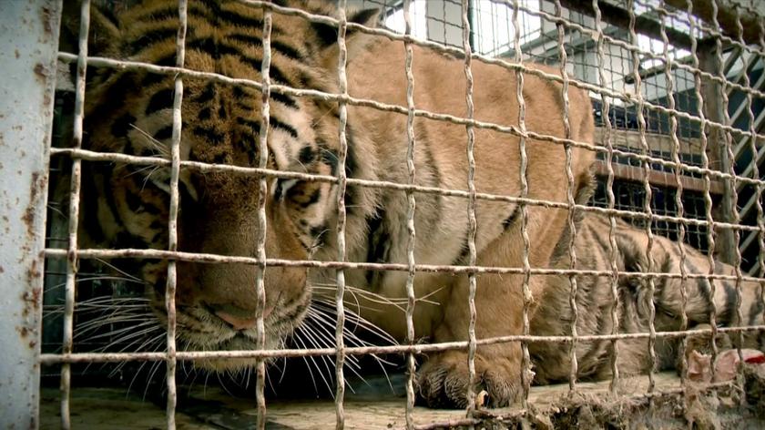 Tigers saved in Poland. Report on animal ordeal caused by human greed