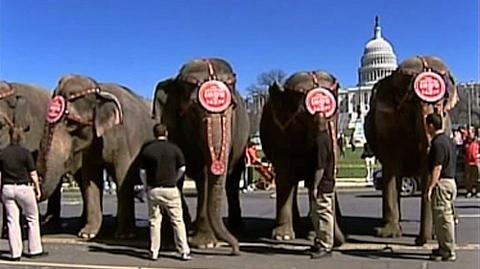 Słonie chodzą w Waszyngtonie