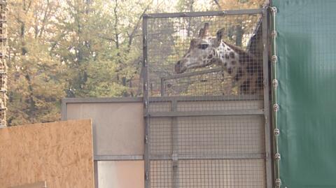 Otwarcie pawilonu dla żyraf  w krakowskim ogrodzie