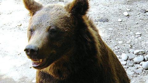 W Bieszczadach żyje ponad 100 niedźwiedzi
