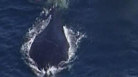 Akcja uwalniania wieloryba z sieci