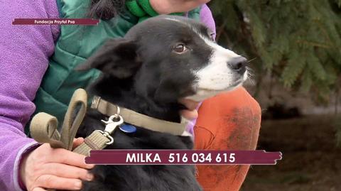 Milka szuka domu