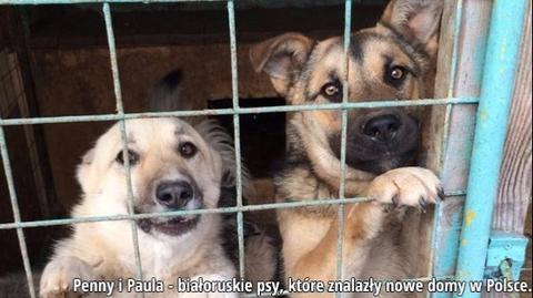 OTOZ Animals sprowadza psy z Białorusi, żeby ratowac ich życie