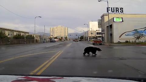 Dziki niedźwiedź na ulicach. Interweniowała policja